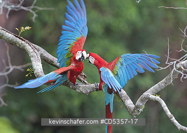 RED AND GREEN MACAW: Red & Green Macaws (Ara chloroptera) Buraco das Araras, near Bonito, Mato Grosso do Sur, Pantanal, Brazil.