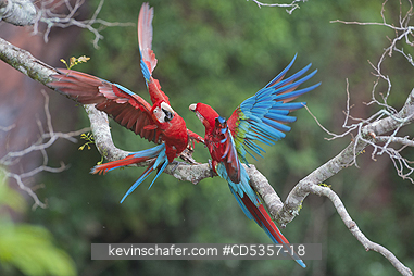 RED AND GREEN MACAW: Red & Green Macaws (Ara chloroptera) Buraco das Araras, near Bonito, Mato Grosso do Sur, Pantanal, Brazil.