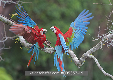 RED AND GREEN MACAW: Red & Green Macaws (Ara chloroptera) Buraco das Araras, near Bonito, Mato Grosso do Sur, Pantanal, Brazil.