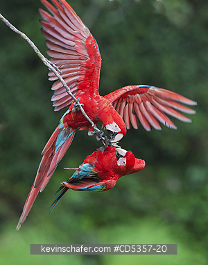 GREEN AND RED MACAW: Red & Green Macaws (Ara chloroptera) Buraco das Araras, near Bonito, Mato Grosso do Sur, Pantanal, Brazil.