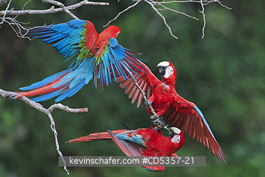 RED AND GREEN MACAW: Red & Green Macaws (Ara chloroptera) Buraco das Araras, near Bonito, Mato Grosso do Sur, Pantanal, Brazil.