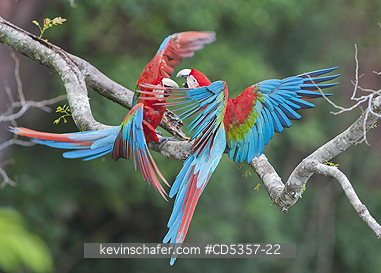 RED AND GREEN MACAW: Red & Green Macaws (Ara chloroptera) Buraco das Araras, near Bonito, Mato Grosso do Sur, Pantanal, Brazil.