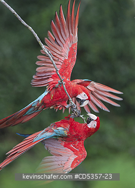 RED AND GREEN MACAW: Red & Green Macaws (Ara chloroptera) Buraco das Araras, near Bonito, Mato Grosso do Sur, Pantanal, Brazil.