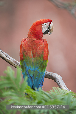 RED AND GREEN MACAW: Red & Green Macaw (Ara chloroptera)  Buraco das Araras, near Bonito, Mato Grosso do Sur, Pantanal, Brazil