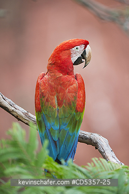 RED AND GREEN MACAWS: Red & Green Macaw (Ara chloroptera)  Buraco das Araras, near Bonito, Mato Grosso do Sur, Pantanal, Brazil