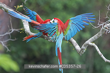 RED AND GREEN MACAWS: Red & Green Macaw (Ara chloroptera)  Buraco das Araras, near Bonito, Mato Grosso do Sur, Pantanal, Brazil