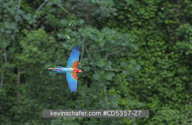 RED AND GREEN MACAWS: Red & Green Macaw (Ara chloroptera) In flight Buraco das Araras, near Bonito, Mato Grosso do Sur, Pantanal, Brazil