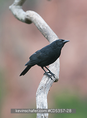 CHOPI BLACKBIRDS: Chopi Blackbird  (Gnorimopsar chopi) Pantanal, Brazil