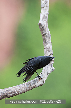 CHOPI BLACKBIRDS: Chopi Blackbird  (Gnorimopsar chopi) Pantanal, Brazil
