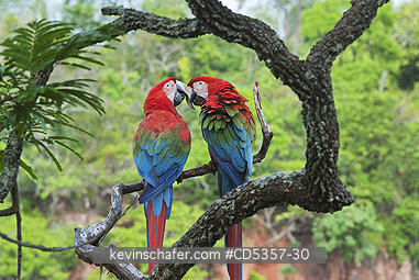 RED AND GREEN MACAW: Red & Green Macaws (Ara chloroptera) Courting Pair,  Buraco das Araras, near Bonito, Mato Grosso do Sur, Pantanal, Brazil