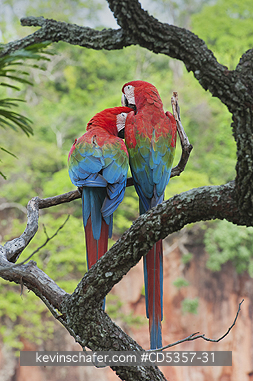 RED AND GREEN MACAW: Red & Green Macaws (Ara chloroptera) Courting Pair,  Buraco das Araras, near Bonito, Mato Grosso do Sur, Pantanal, Brazil