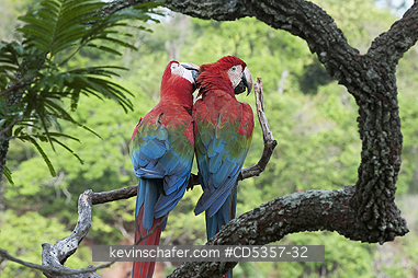 RED AND GREEN MACAW: Red & Green Macaws (Ara chloroptera) Courting Pair,  Buraco das Araras, near Bonito, Mato Grosso do Sur, Pantanal, Brazil