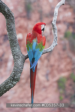 RED AND GREEN MACAWS: Red & Green Macaw (Ara chloroptera)  Buraco das Araras, near Bonito, Mato Grosso do Sur, Pantanal, Brazil