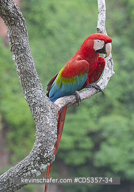 RED AND GREEN MACAWS: Red & Green Macaw (Ara chloroptera)  Buraco das Araras, near Bonito, Mato Grosso do Sur, Pantanal, Brazil