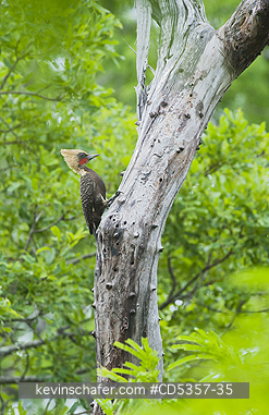 PALE CRESTED WOODPECKERS: Pale-crested Wodpecker (Celeus lugubris) Pantanal, Brazil
