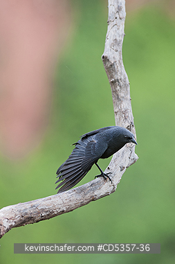 CHOPI BLACKBIRDS: Chopi Blackbird  (Gnorimopsar chopi) Pantanal, Brazil