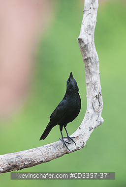 CHOPI BLACKBIRDS: Chopi Blackbird  (Gnorimopsar chopi) Pantanal, Brazil