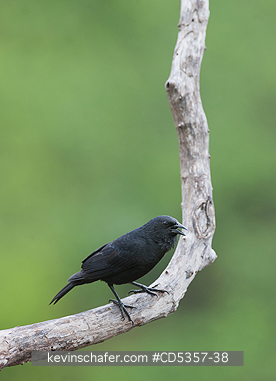CHOPI BLACKBIRDS: Chopi Blackbird  (Gnorimopsar chopi) Pantanal, Brazil