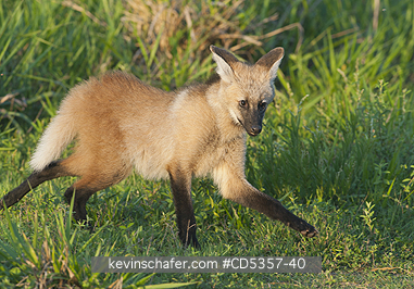 MANED WOLF: Maned Wolf (Chrysocyon brachyurus) sub-Adult, Pantanal, Brazil