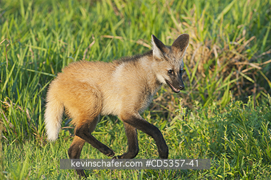 MANED WOLF: Maned Wolf (Chrysocyon brachyurus) sub-Adult, Pantanal, Brazil