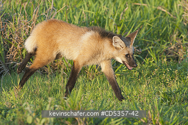MANED WOLF: Maned Wolf (Chrysocyon brachyurus) sub-Adult, Pantanal, Brazil
