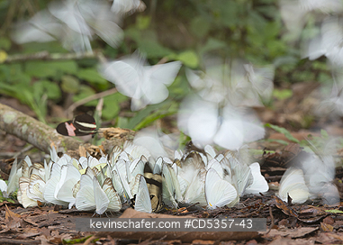 BUTTERFLIES: Butterflies feeding on salt or urine, Pantanal, Brazil