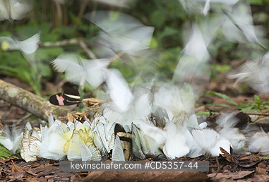 BUTTERFLIES: Butterflies feeding on salt or urine, Pantanal, Brazil