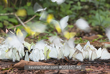 BUTTERFLIES: Butterflies feeding on salt or urine, Pantanal, Brazil