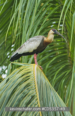 BUFF NECKED IBIS: Buff-necked Ibis (Theristicus caudatus) in Palm Tree, Pantanal, Brazil