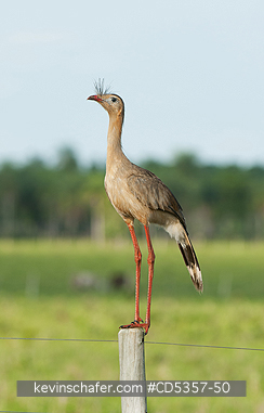 RED LEGGED SERIEMA: Red-legged Seriemas  (Cariama cristata) Mato Grosso do Sur, Pantanal, Brazil
