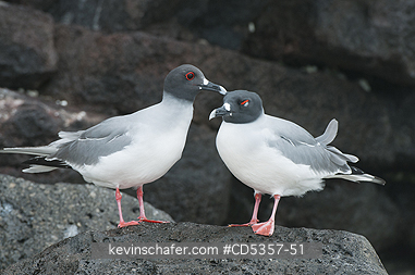 SWALLOW TAILED GULL: Swallow-tailed Gulls (Creagrus furcatus) Courting pair, Genovesa Island, Galapagos Islands, Ecuador