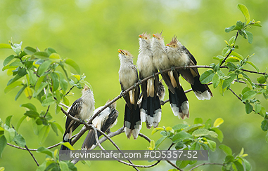 GUIRA CUCKOO: Guira Cuckoos (Guira guira)  a social, non-parasitic cuckoo found widely in open and semi-open habitats of eastern and southern Brazil, Pantanal