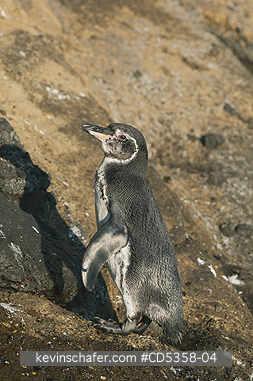 GALAPAGOS PENGUIN: Galapagos Penguin (Spheniscus mendiculus) Isabela Island, Galapagos, Ecuador