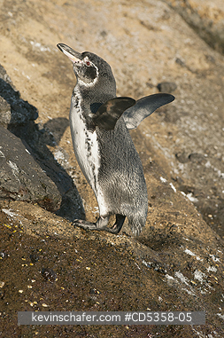 GALAPAGOS PENGUIN: Galapagos Penguins (Spheniscus mendiculus) Isabela Island, Galapagos, Ecuador