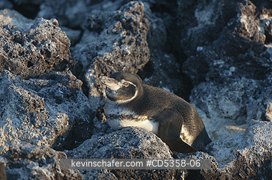 GALAPAGOS PENGUIN: Galapagos Penguin (Spheniscus mendiculus) Isabela Island, Galapagos, Ecuador