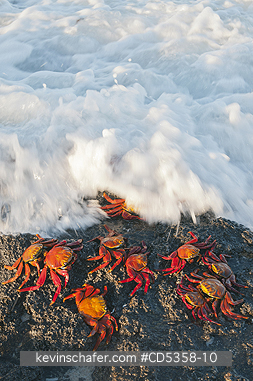 SALLY LIGHTFOOT CRABS: Sally Lightfoot Crab (Grapsus grapsus) In surf, Galapagos Islands, Ecuador