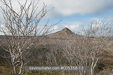 GALAPAGOS: Dry Season in the Galapagos, Palo Santo trees (Bursera graveolens)  and Cerro Dragon, Santa Cruz Island, Galapagos
