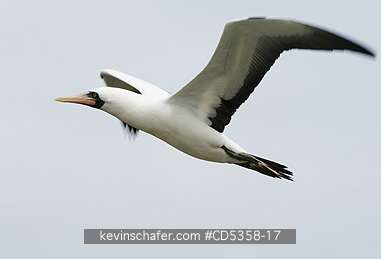 NAZCA BOOBY: Nazca Booby (Sula granti) In flight, Genovesa Island, Galapagos, Ecuador
