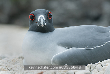 SWALLOW TAILED GULLS: Swallow-tailed Gull (Creagrus furcatus), Sitting on nest, Genovesa (Tower) Island, Galapagos islands, Ecuador