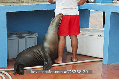 GALAPAGOS SEA LIONS: Galapagos Sea Lion, affectionate beggar at Fish Market, Puerto Ayora, Galapagos islands, Ecuador