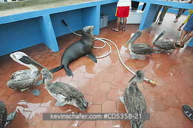 BROWN PELICAN AND SEA LIONS: Brown Pelicans and Sea Lion, Beggars at Fish Market, Puerto Ayora, Galapagos islands, Ecuador
