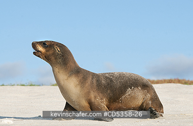 GALAPAGOS SEA LIONS: Gal�pagos sea lion (Zalophus wollebaeki) Cerro Brujo, San Cristobal Is.  Galapagos