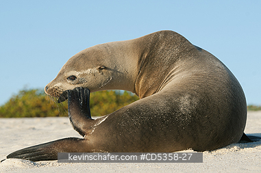 GALAPAGOS SEA LIONS: Gal�pagos sea lion (Zalophus wollebaeki) Cerro Brujo, San Cristobal Is.  Galapagos