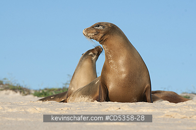 GALAPAGOS SEA LION: Gal�pagos sea lions (Zalophus wollebaeki) Cerro Brujo, San Cristobal Is.  Galapagos
