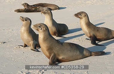 GALAPAGOS SEA LIONS: Gal�pagos sea lion (Zalophus wollebaeki) Cerro Brujo, San Cristobal Is.  Galapagos