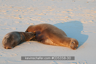 GALAPAGOS SEA LIONS: Gal�pagos sea lion (Zalophus wollebaeki) Nursing baby at sunset, Cerro Brujo, San Cristobal Is.  Galapagos