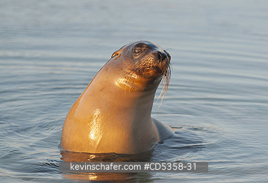 GALAPAGOS SEA LION: Gal�pagos sea lion (Zalophus wollebaeki) sitting in tidepool at sunset, Cerro Brujo, San Cristobal Is.  Galapagos