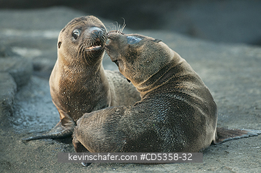 GALAPAGOS SEA LIONS: Galapagos Sea Lion pups, (Zalophus wollebaeki), Playing, Santiago Island, Galapagos islands, Ecuador