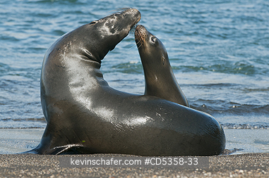 GALAPAGOS SEA LION: Galapgos Sea Lions, (Zalophus wollebaeki) Santiago Island, Galapagos islands, Ecuador