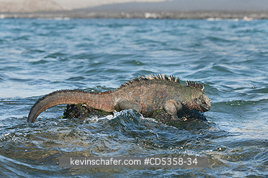 GALAPAGOS MARINE IGUANAS: Galapagos Marine Iguana (Amblyrhynchus cristatus) Feeding on marine algae, Santiago island, Galapagos